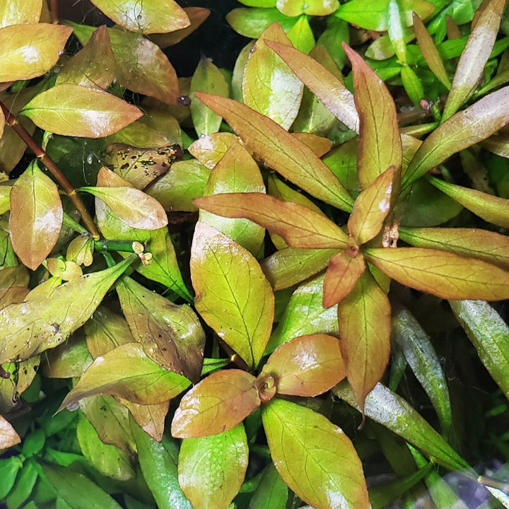 Ludwigia Ovalis - Windy City Aquariums