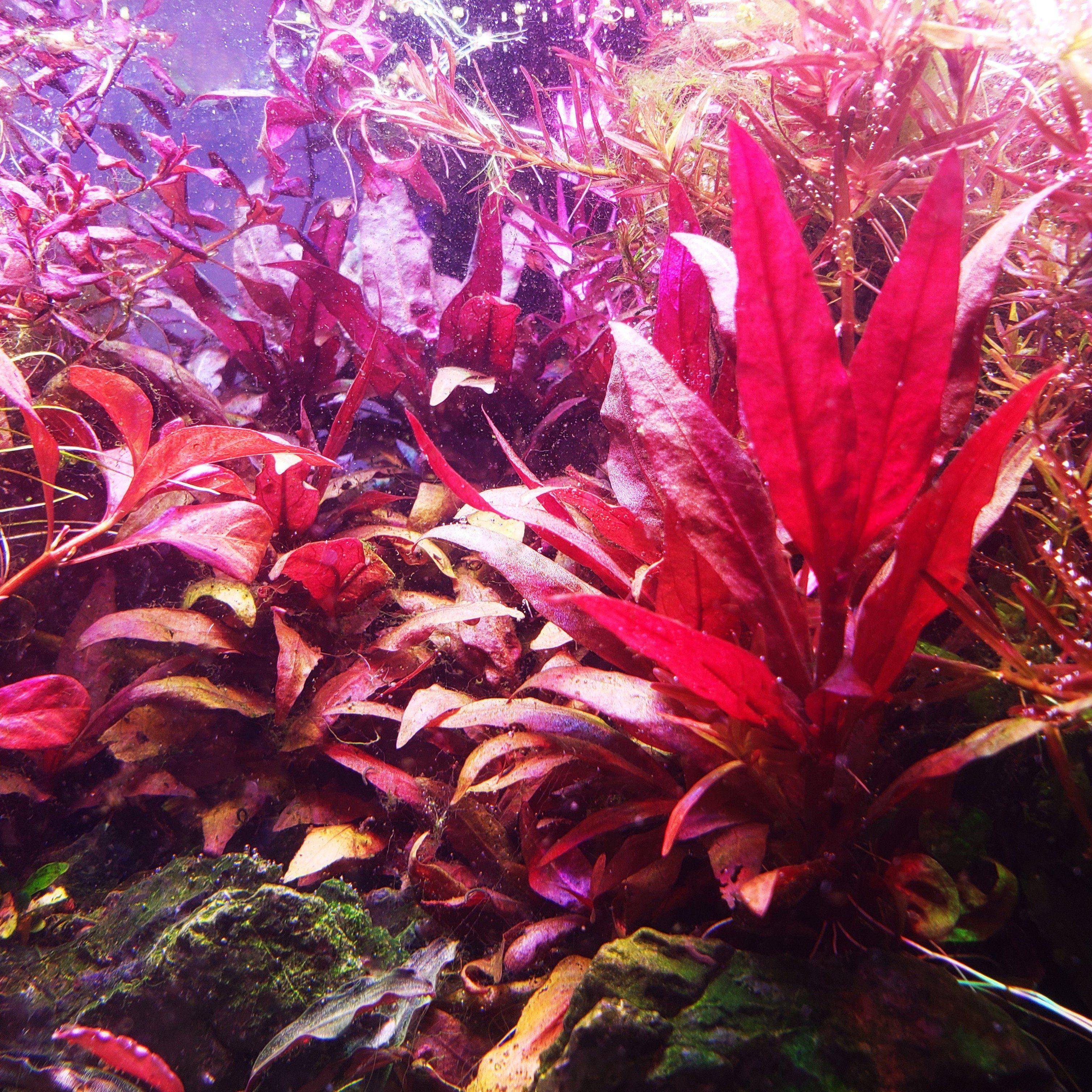 Alternanthera Reineckii Pink "Mini" - Windy City Aquariums