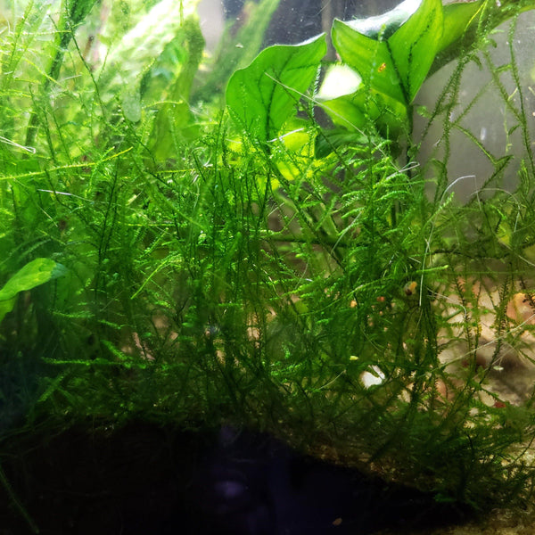 Java Moss (Vesicularia dubyana) - Windy City Aquariums