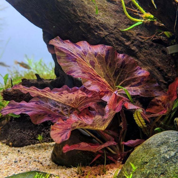 Red Tiger Lotus Bulb (Nymphaea Zenkeri) - Windy City Aquariums