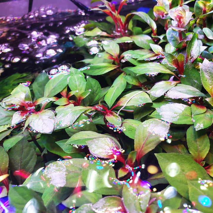 Ludwigia Repens Dark Red - Windy City Aquariums