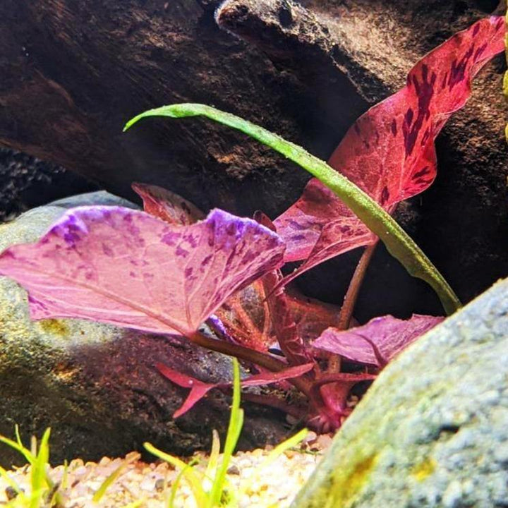 Red Tiger Lotus Bulb (Nymphaea Zenkeri) - Windy City Aquariums