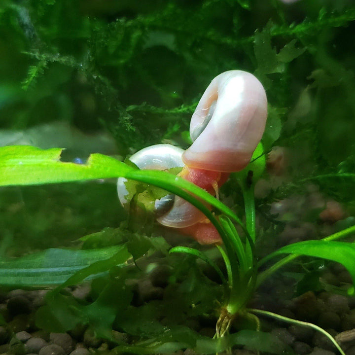 Pink-Ivory Ramshorn Snails (5-7) - Windy City Aquariums