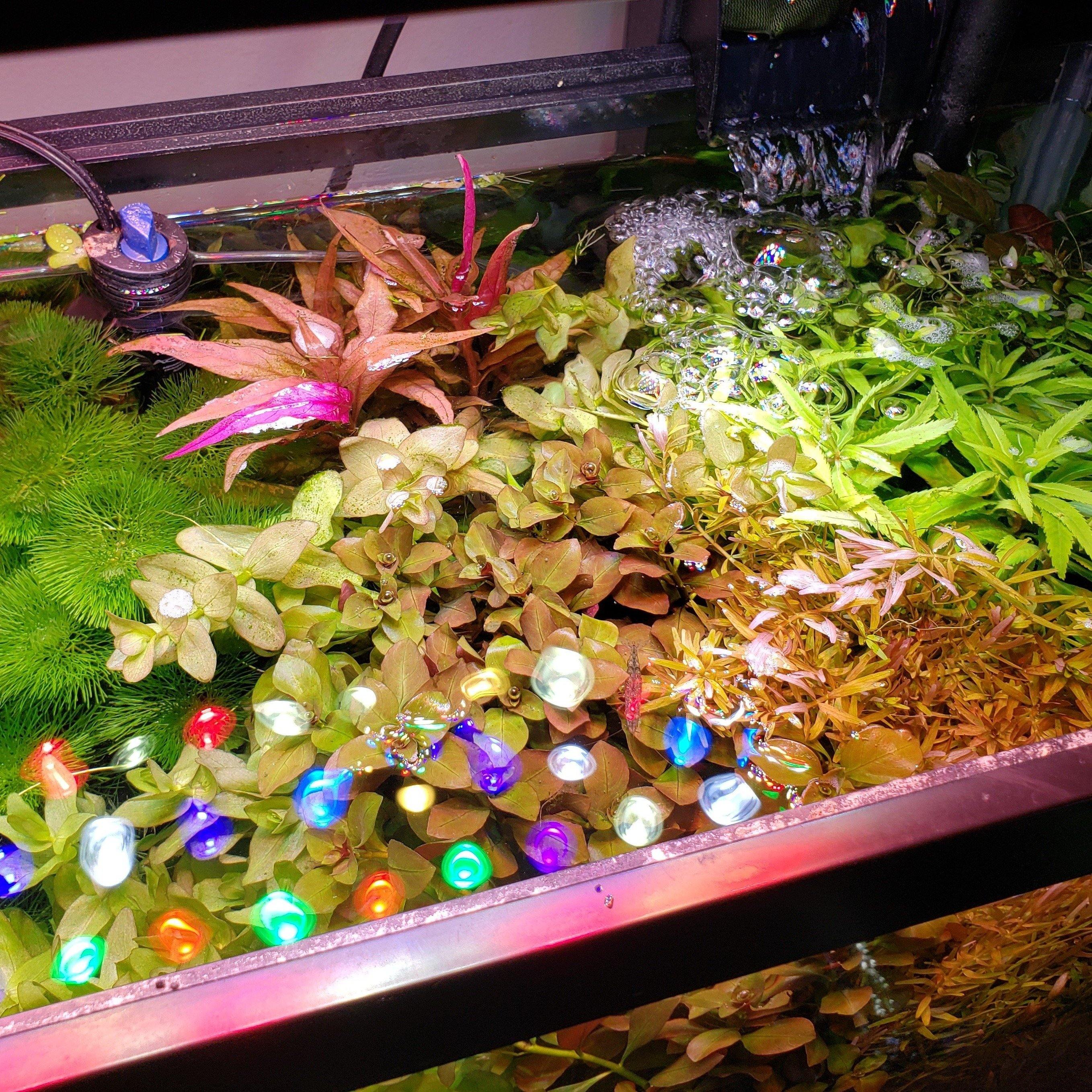 Mystery Plant Package (5 Plants) - Windy City Aquariums