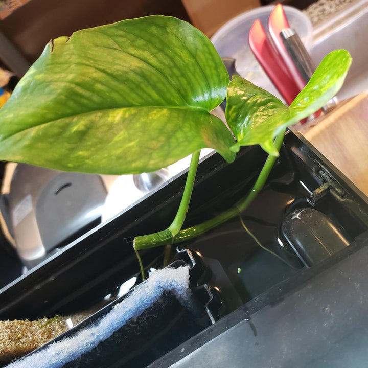 growing pothos in an aquarium Golden Pothos | Shop Live Houseplants