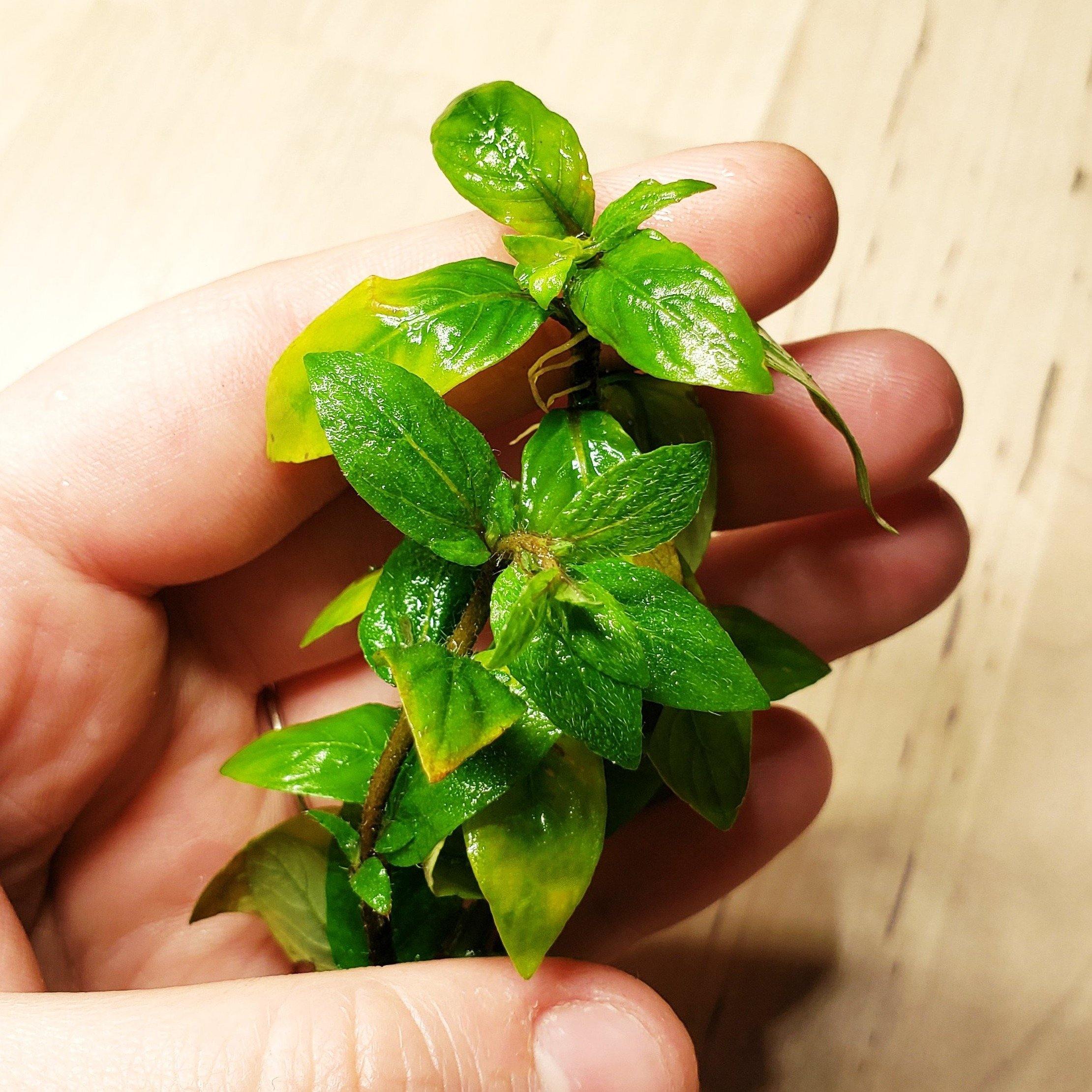 Staurogyne Repens - Windy City Aquariums