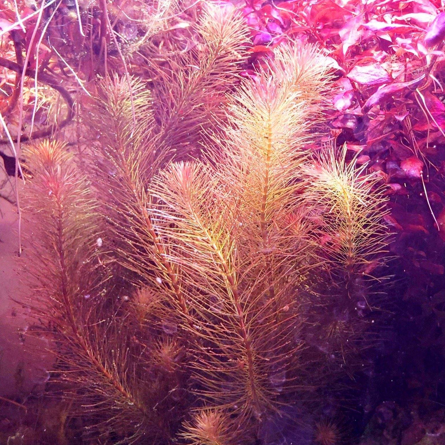 Rotala Wallichii