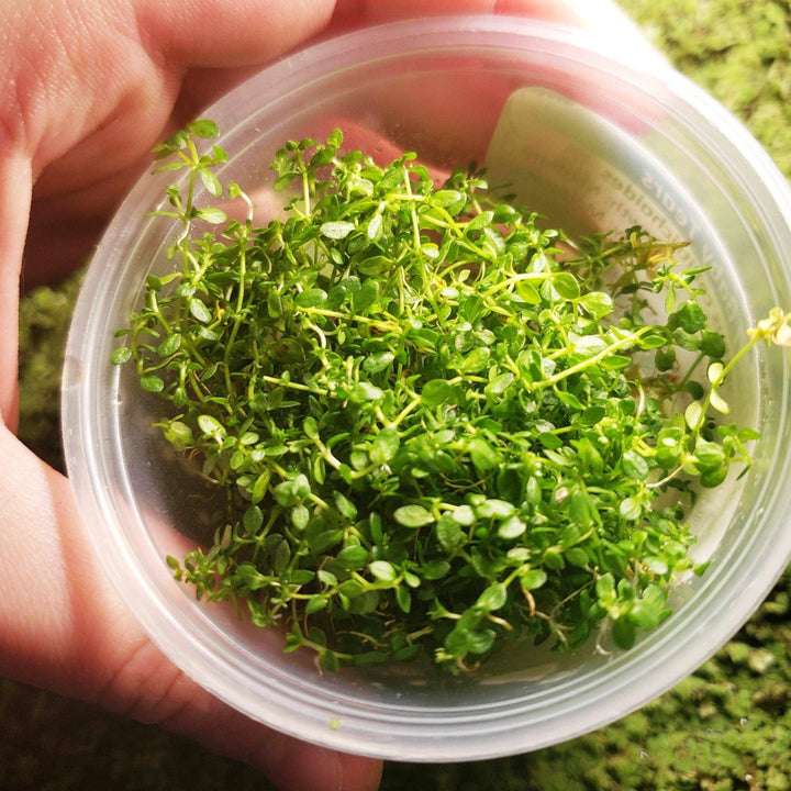 Dwarf Baby Tears - Windy City Aquariums