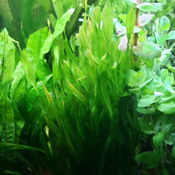 Contortion "Giant Corkscrew" Vallisneria - Windy City Aquariums