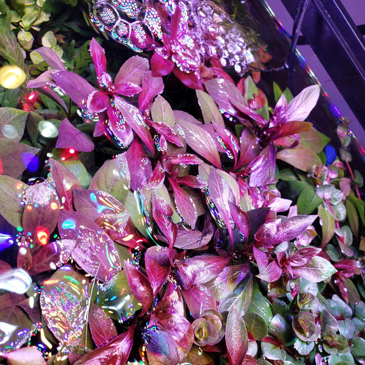 Ludwigia Repens Dark Red - Windy City Aquariums