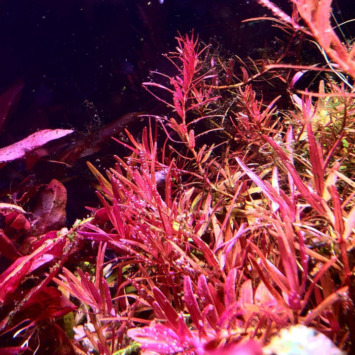 Rotala sp. Vietnam H'ra - Windy City Aquariums