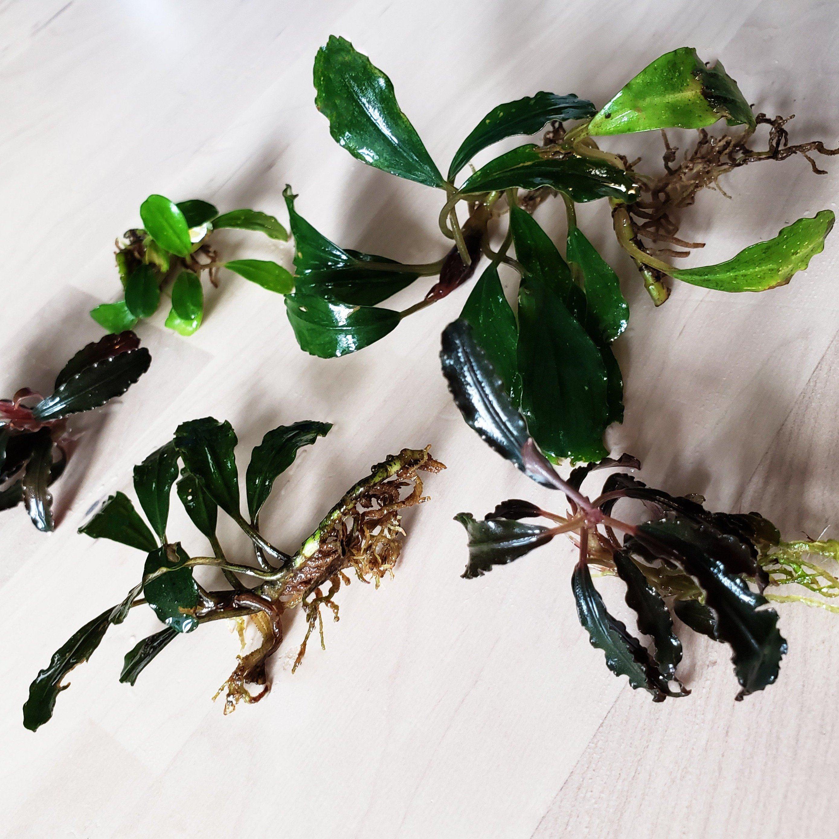 Assorted Bucephalandra - Windy City Aquariums