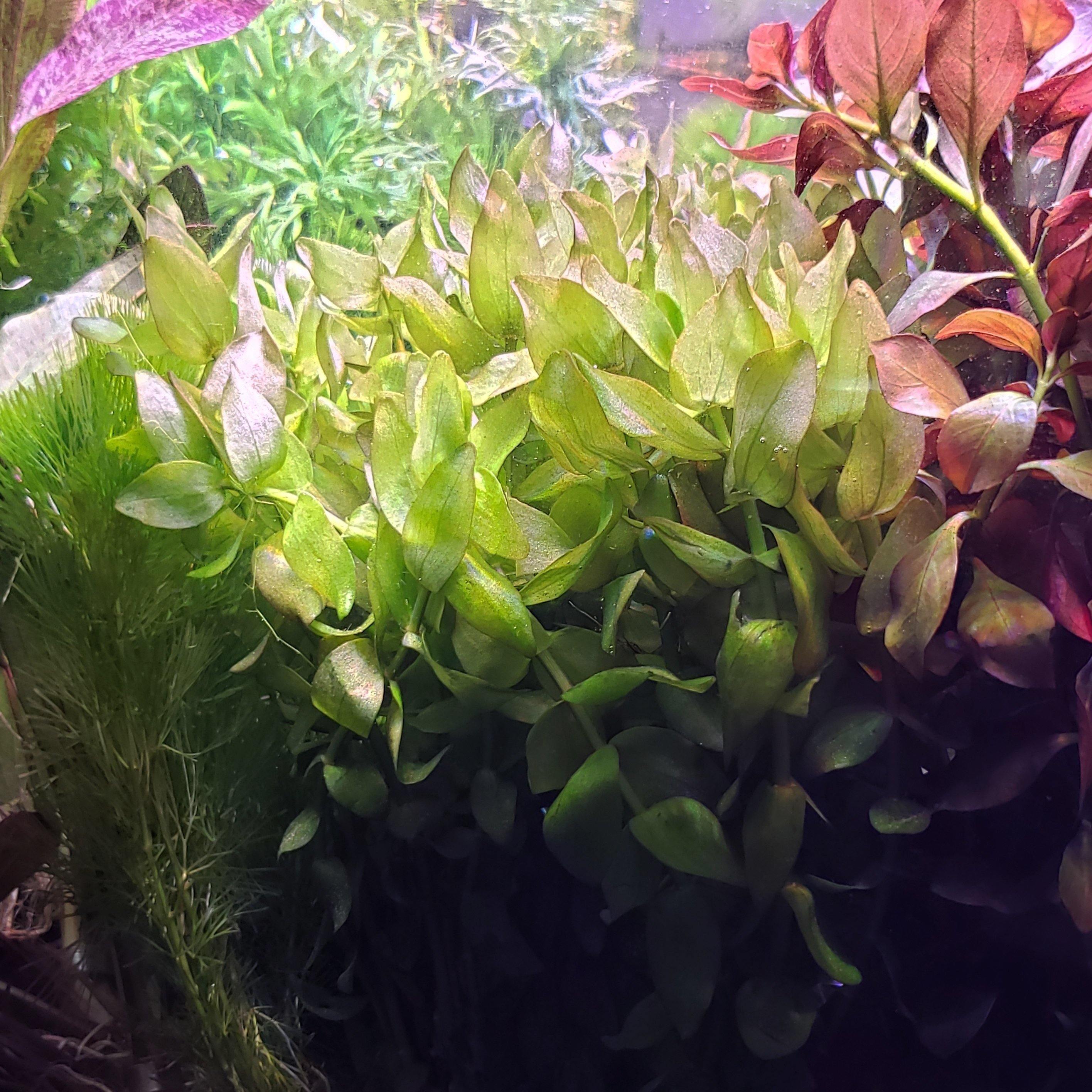Bacopa Caroliniana - Windy City Aquariums
