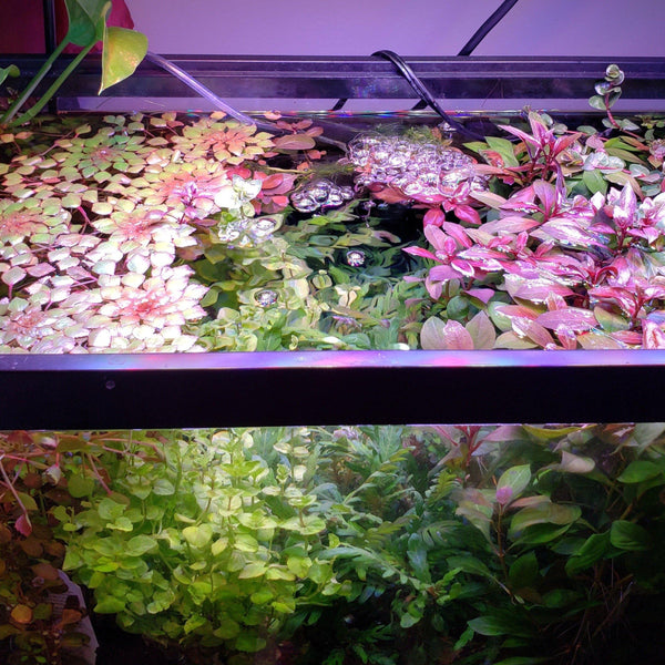 Mystery Plant Package (5 Plants) - Windy City Aquariums