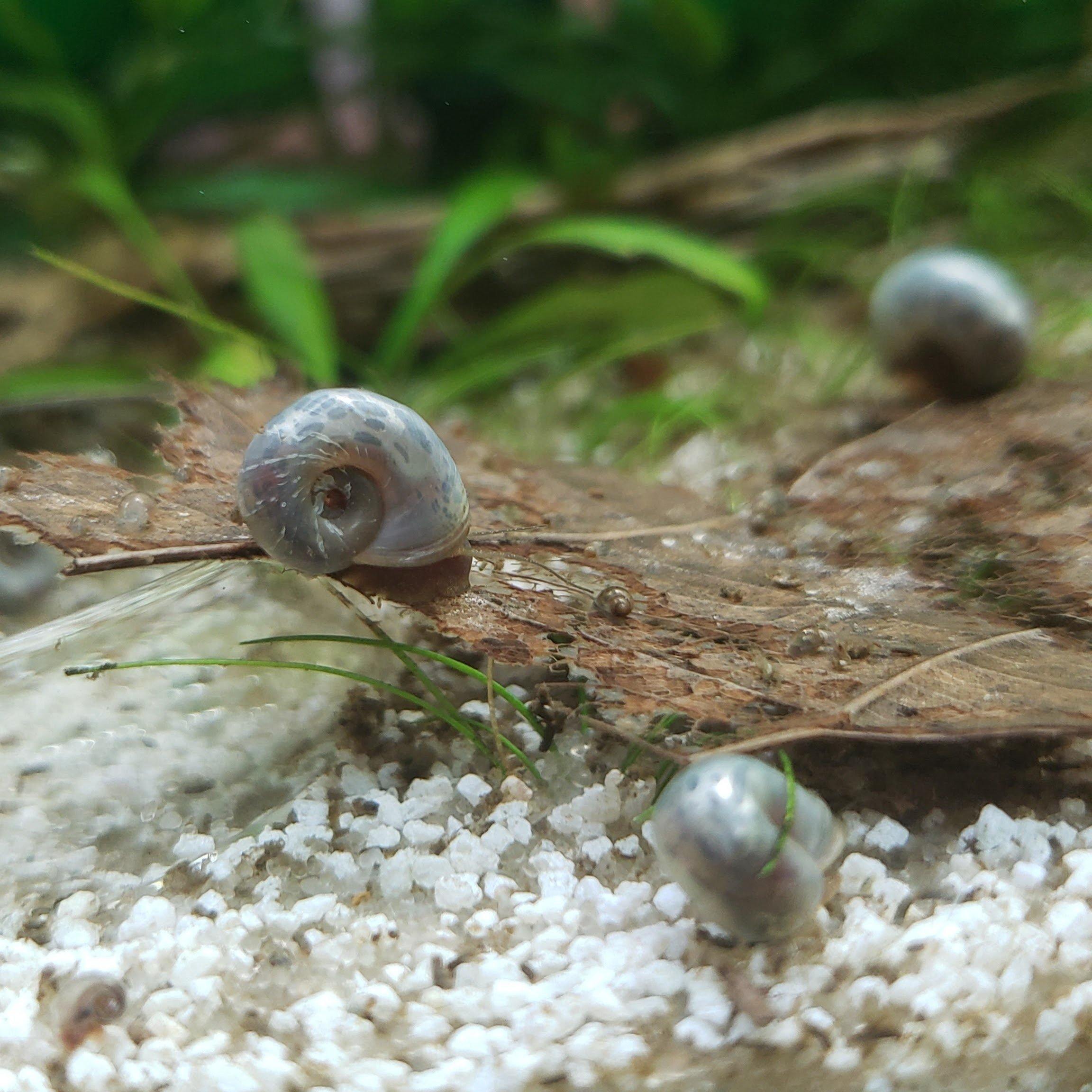 Blue-Gray Ramshorn Snails (5-7) - Windy City Aquariums