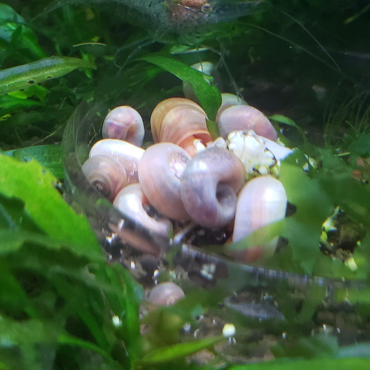 Pink-Ivory Ramshorn Snails (5-7) - Windy City Aquariums
