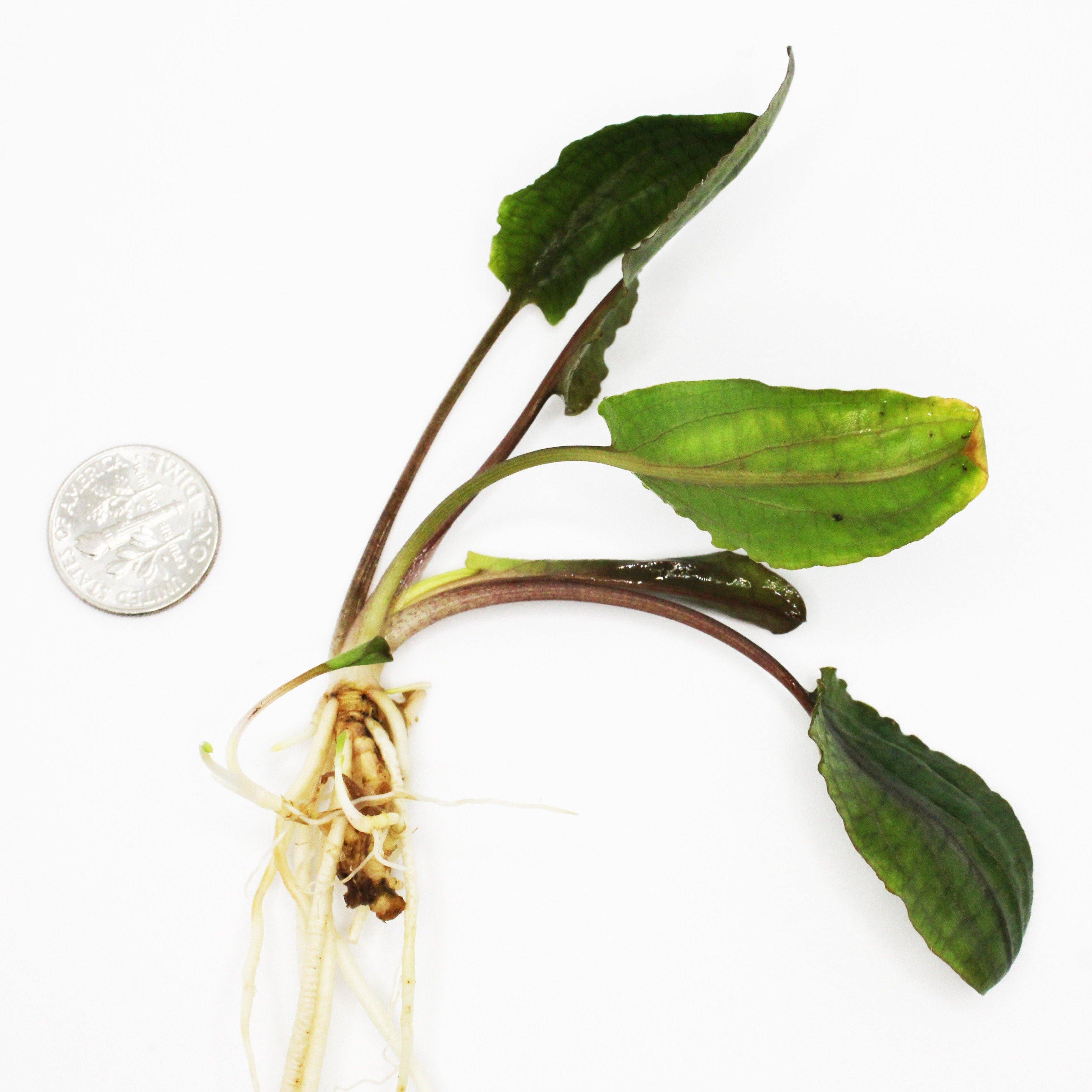 Cryptocoryne Wendtii "Brown" - Windy City Aquariums