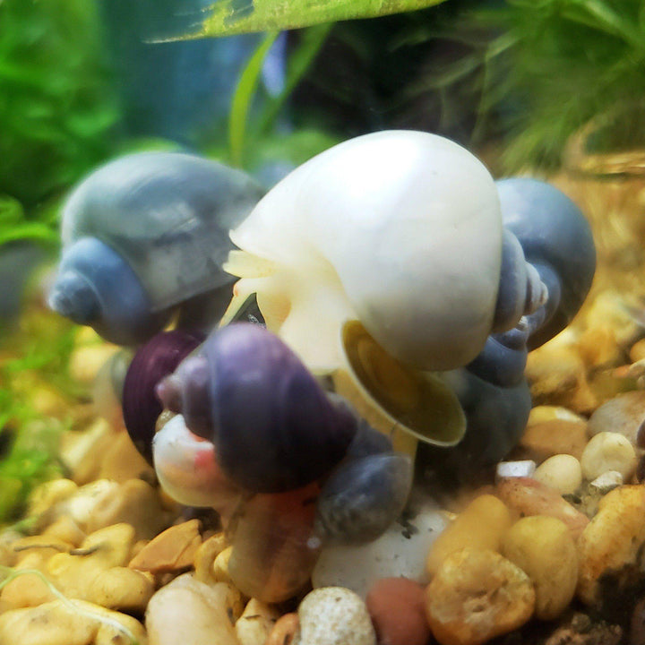 Ivory Mystery Snails (Pomacea Bridgesii) - Windy City Aquariums