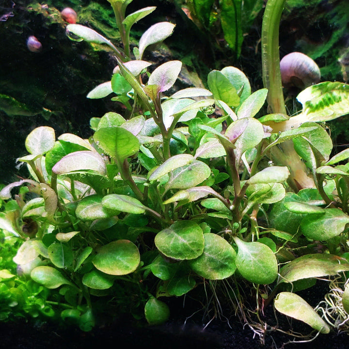 Cardinal Plant (Lobelia Cardinalis) - Windy City Aquariums