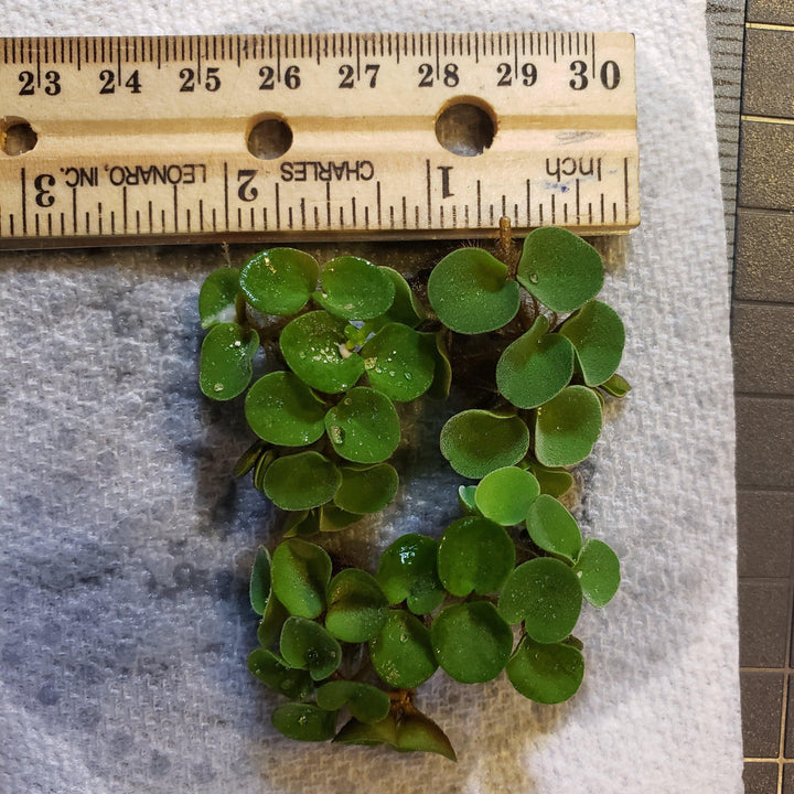 Salvinia Cuculatta - Windy City Aquariums