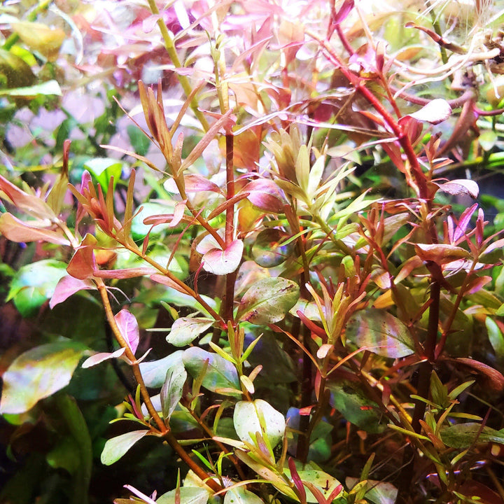 Rotala sp. Vietnam H'ra - Windy City Aquariums