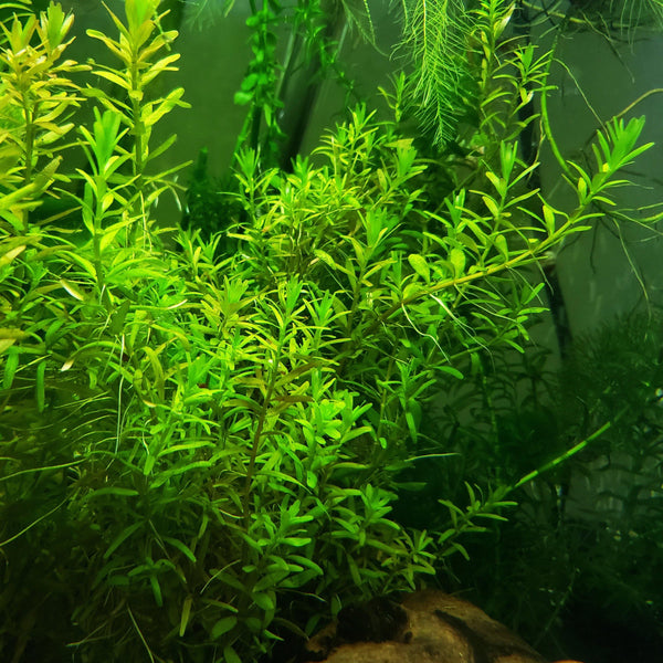 Rotala Indica - Windy City Aquariums