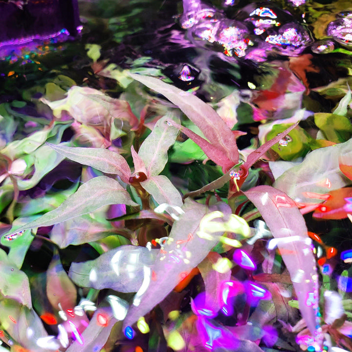 Scarlet Temple (Alternanthera Reineckii) - Windy City Aquariums