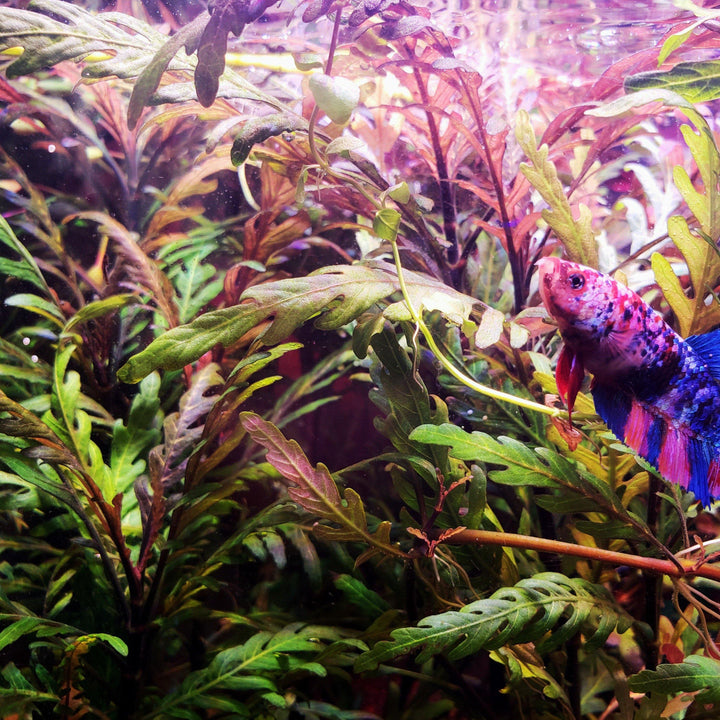 Hygrophila Pinnatifida - Windy City Aquariums