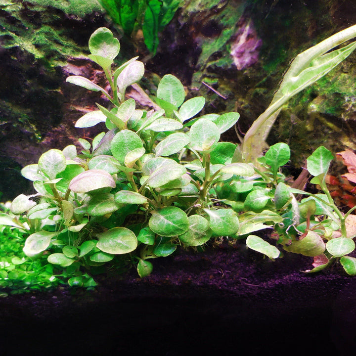 Cardinal Plant (Lobelia Cardinalis) - Windy City Aquariums