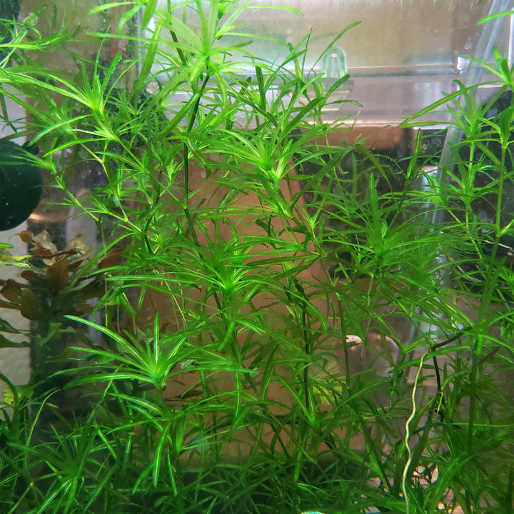 Guppy Grass - Windy City Aquariums