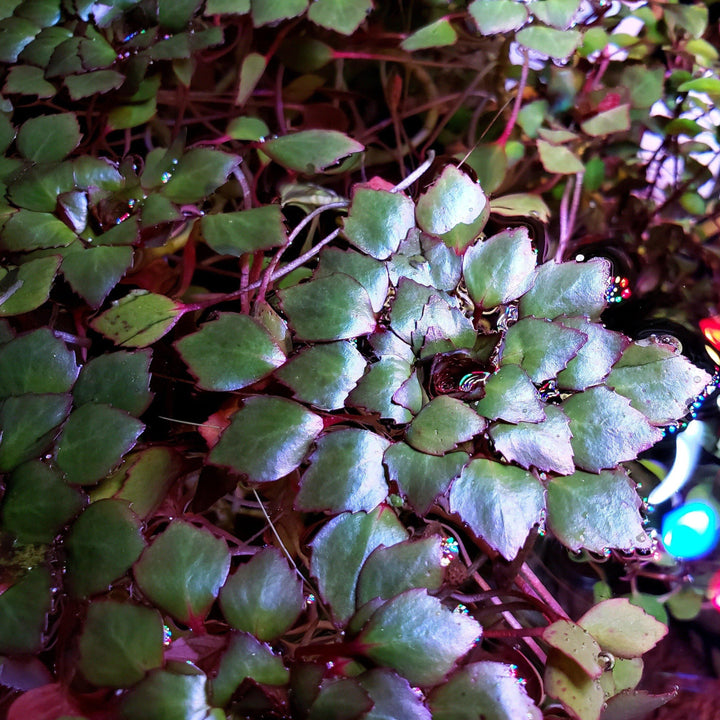 Mosaic Plant (Ludwigia Sedoides) - Windy City Aquariums