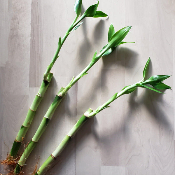 Straight Lucky Bamboo Plant (Dracaena Sanderiana) - Windy City Aquariums