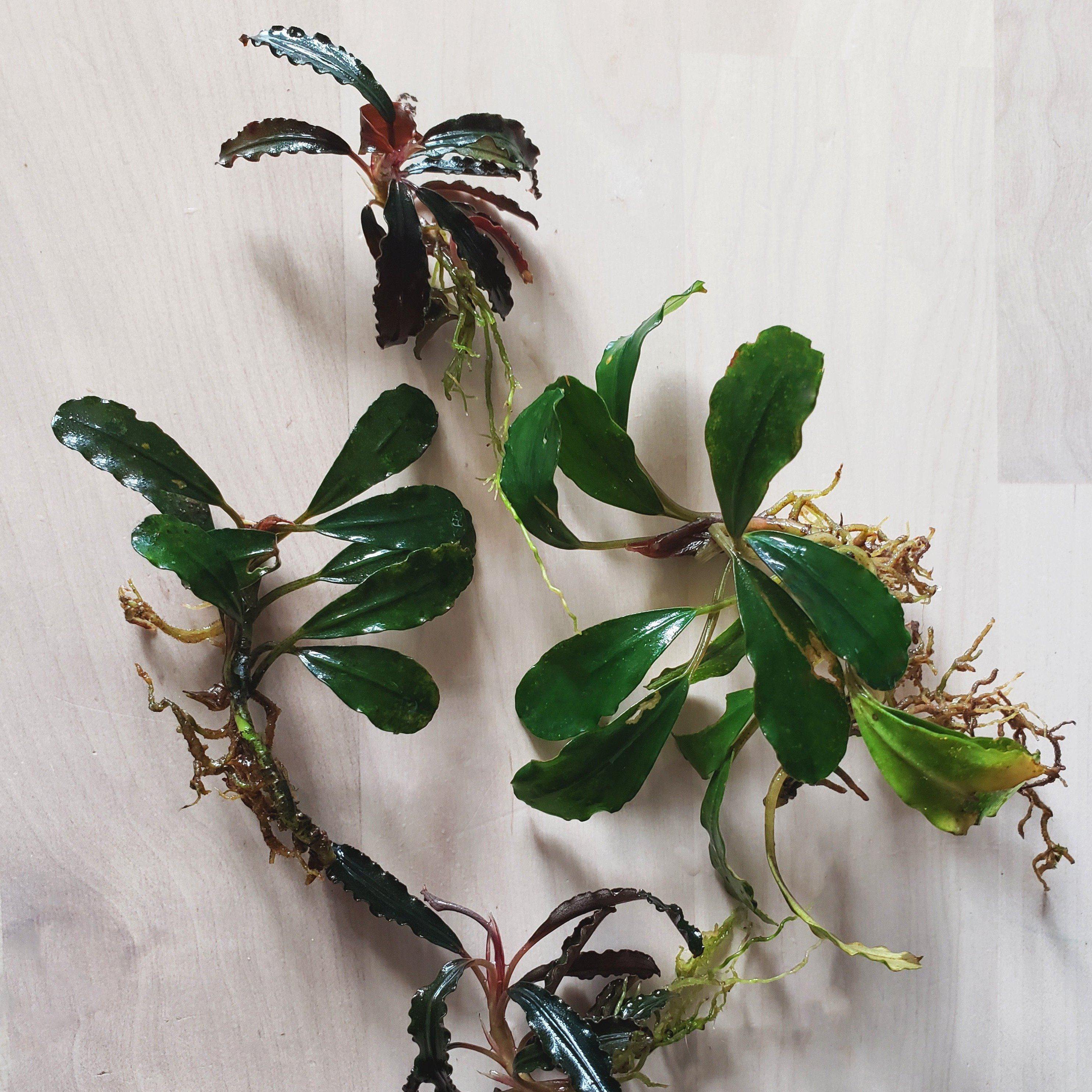 Assorted Bucephalandra - Windy City Aquariums