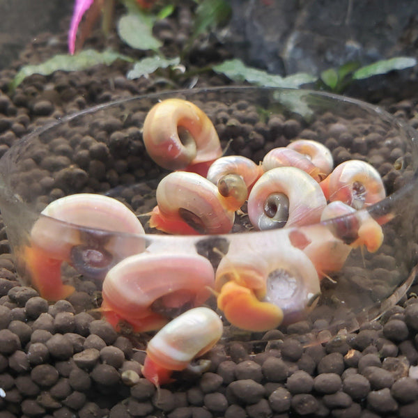 Pink-Ivory Ramshorn Snails (5-7) - Windy City Aquariums