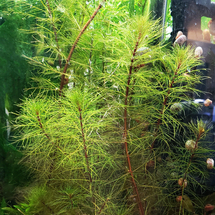 Dwarf Red Stem Parrot's Feather - Windy City Aquariums