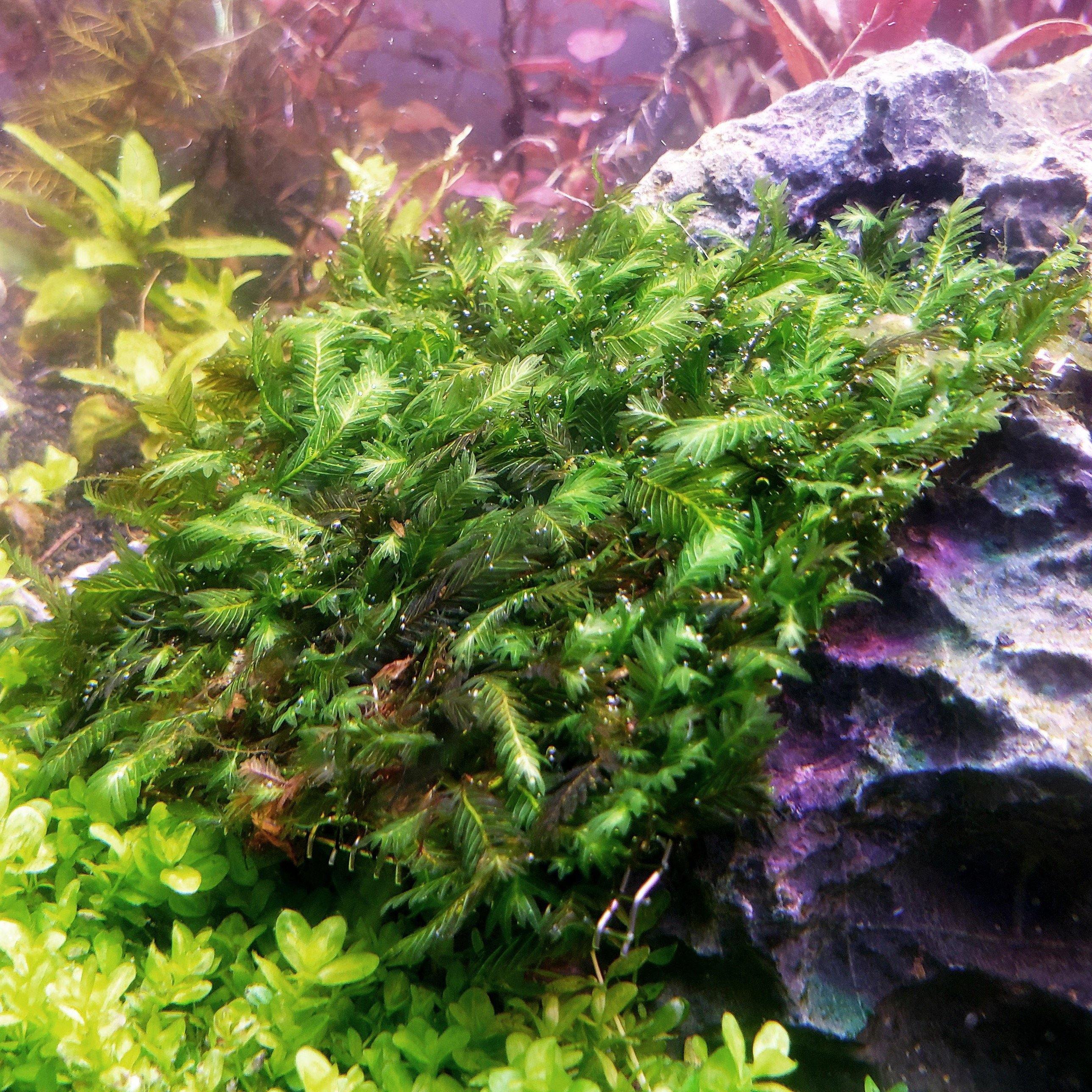 Fissidens Nobilis Moss 3x3 inch Mat - Windy City Aquariums