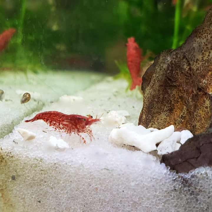 10 Red Cherry Shrimp - Windy City Aquariums