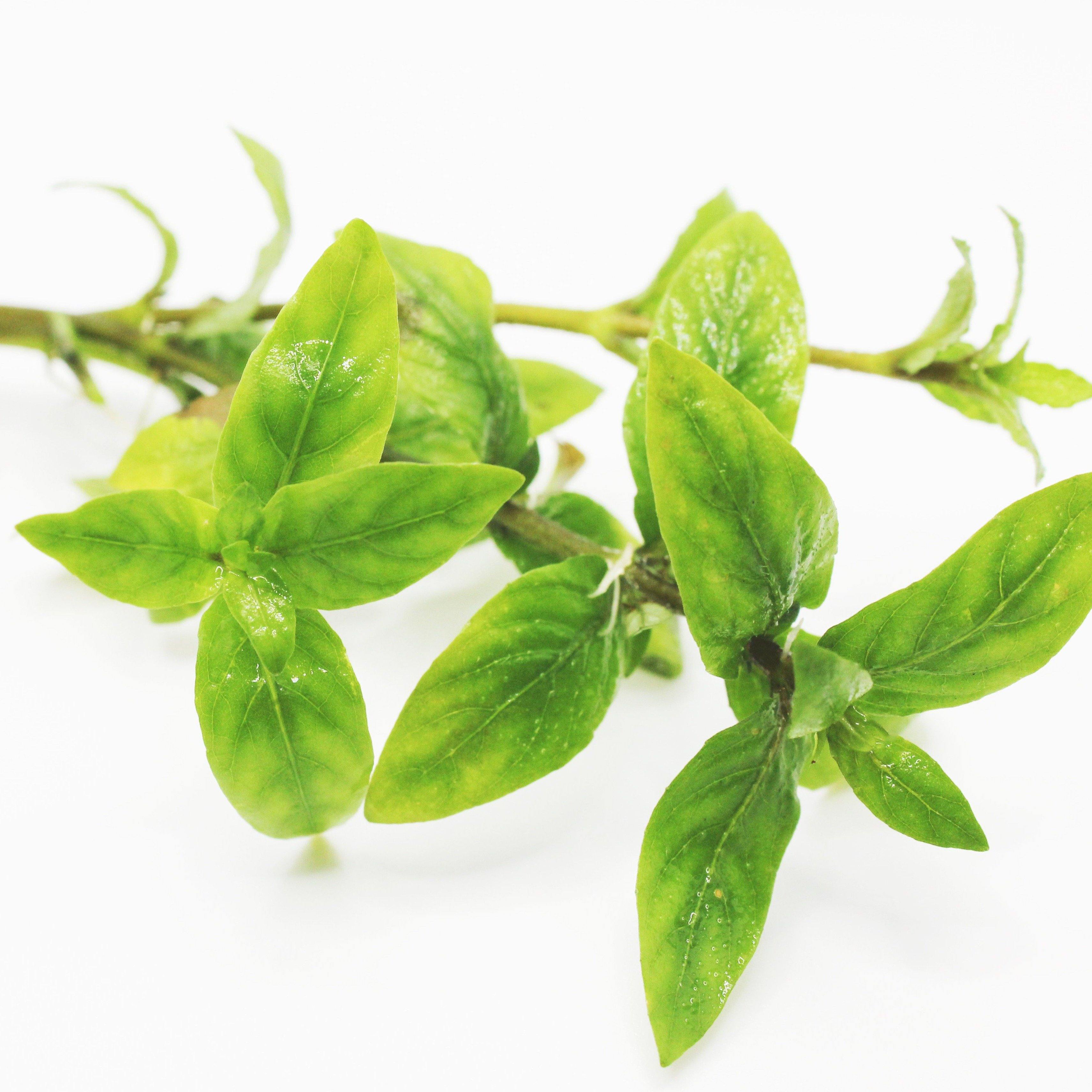 Staurogyne Repens - Windy City Aquariums
