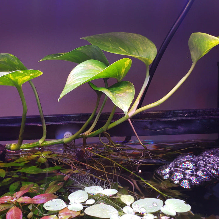 golden pothos aquarium Golden Pothos