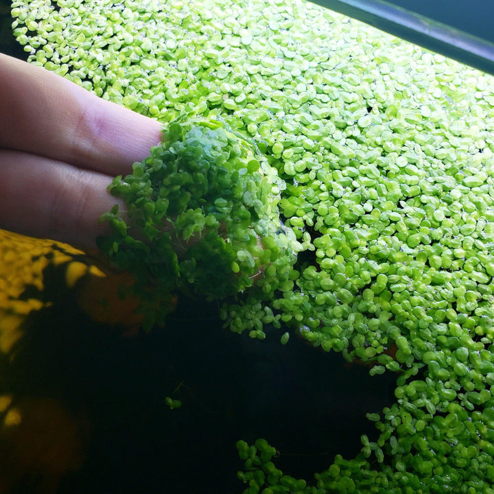 Duckweed - Windy City Aquariums