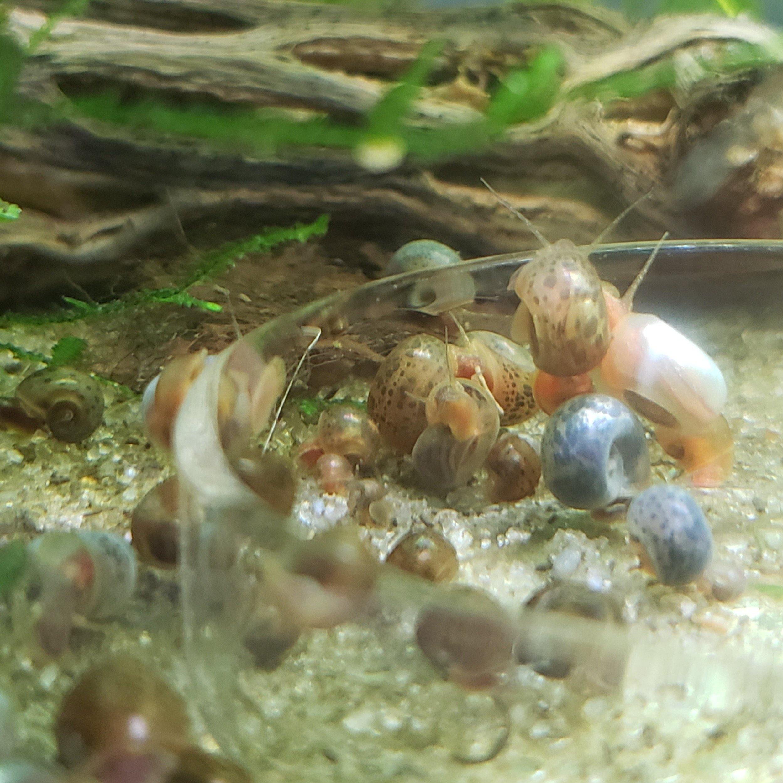 Mixed Ramshorn Snails (10-15) - Windy City Aquariums