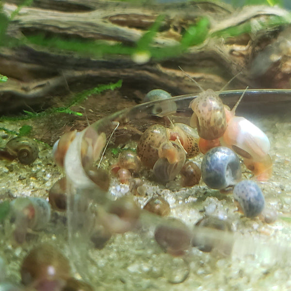 Mixed Ramshorn Snails (10-15) - Windy City Aquariums