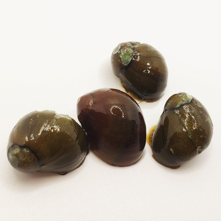 Olive-Tiger Eye Nerite Snail - Windy City Aquariums