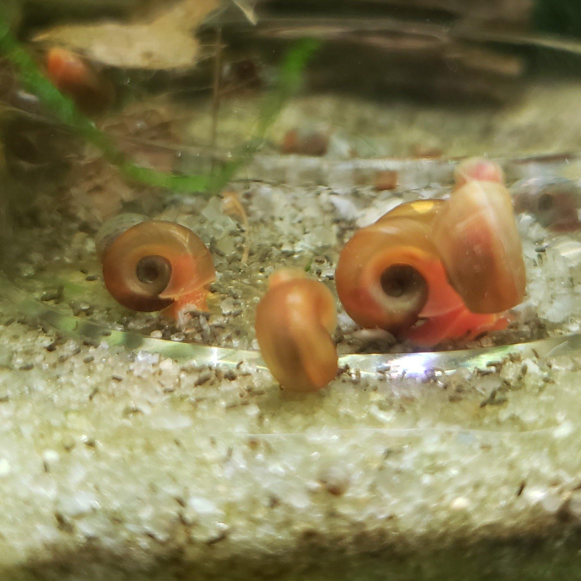 Gold-Red Ramshorn Snails (5-7) - Windy City Aquariums