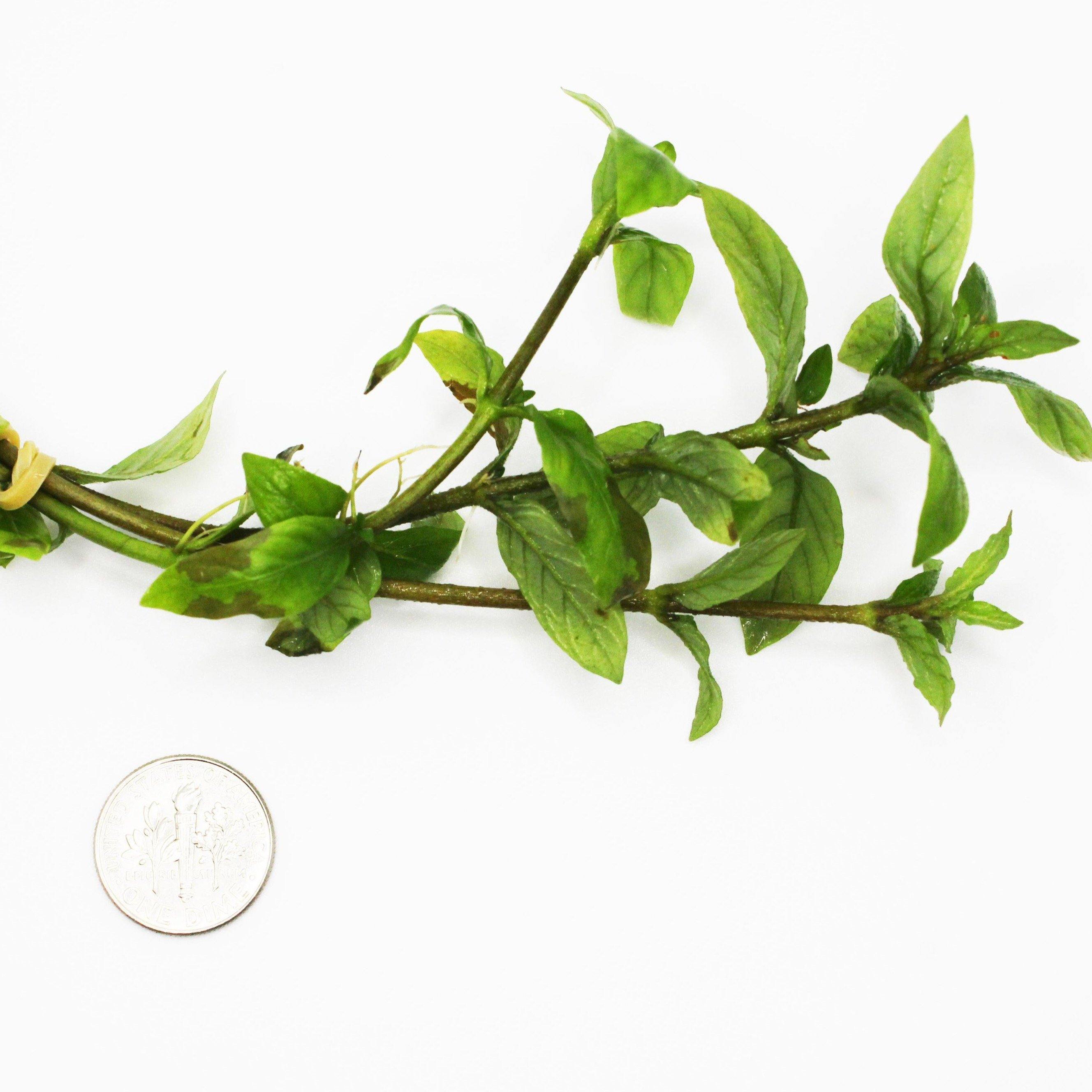 Staurogyne Repens | Shop Live Aquatic Plants | Windy City Aquariums