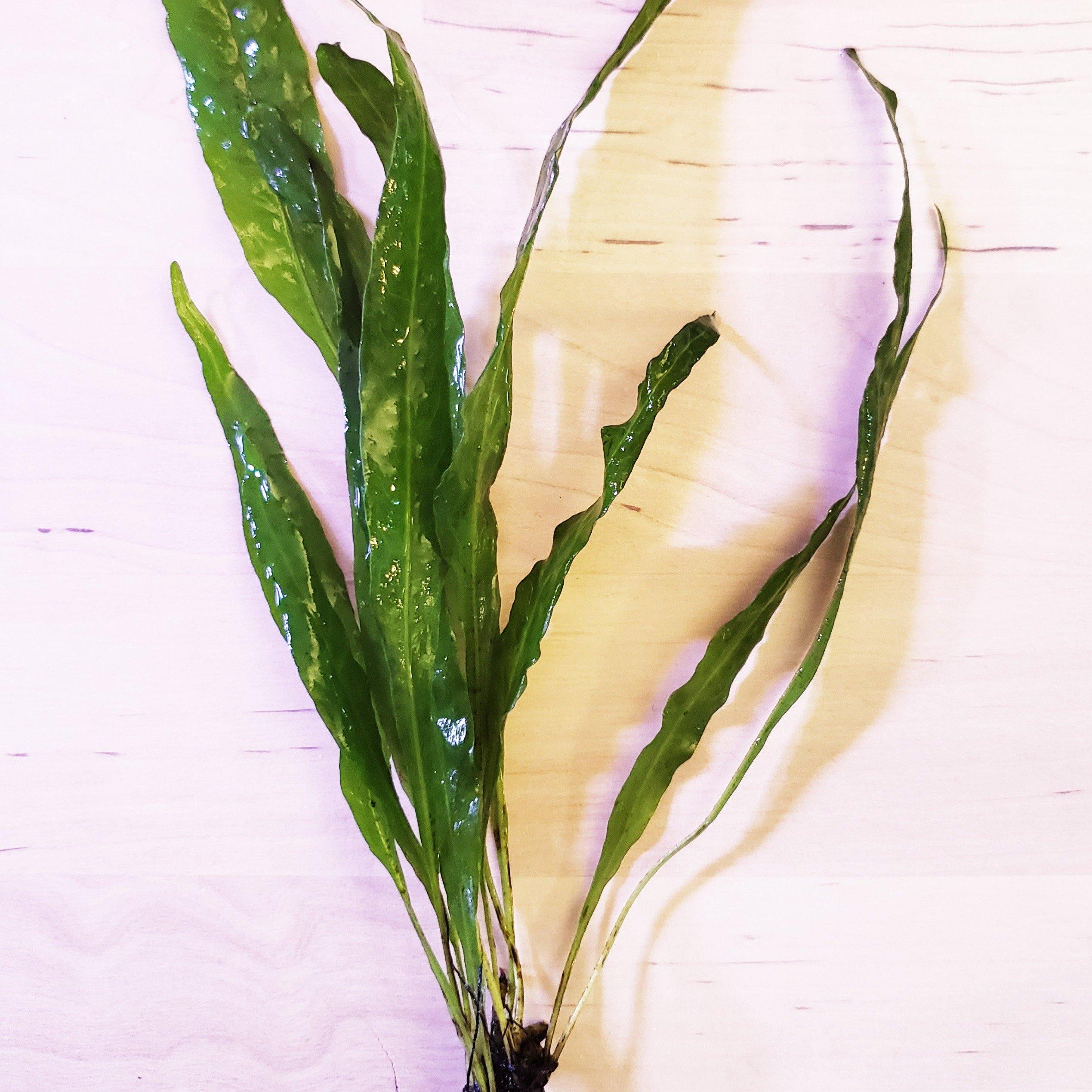 Java Fern (Microsorum Pteropus) | Aquatic Plant | Windy City Aquariums