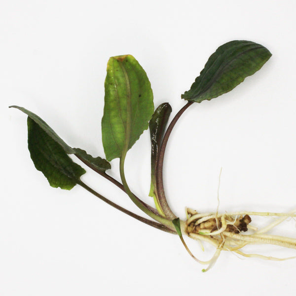 Cryptocoryne Wendtii "Brown" - Windy City Aquariums