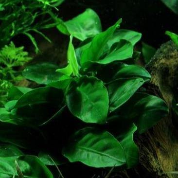 Anubias Bateri Var Nana - Windy City Aquariums