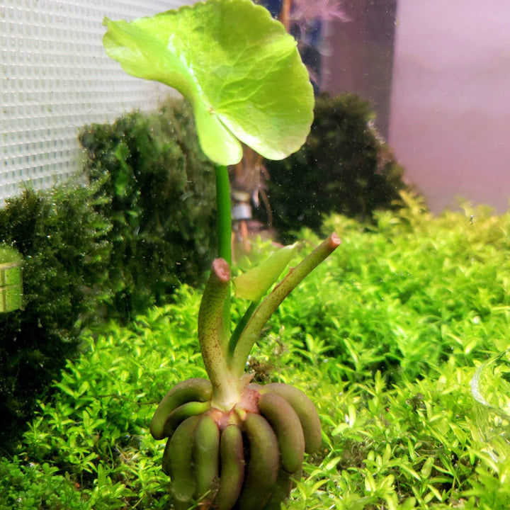 Banana Lily Plant (Nymphoides Aquatica) - Windy City Aquariums