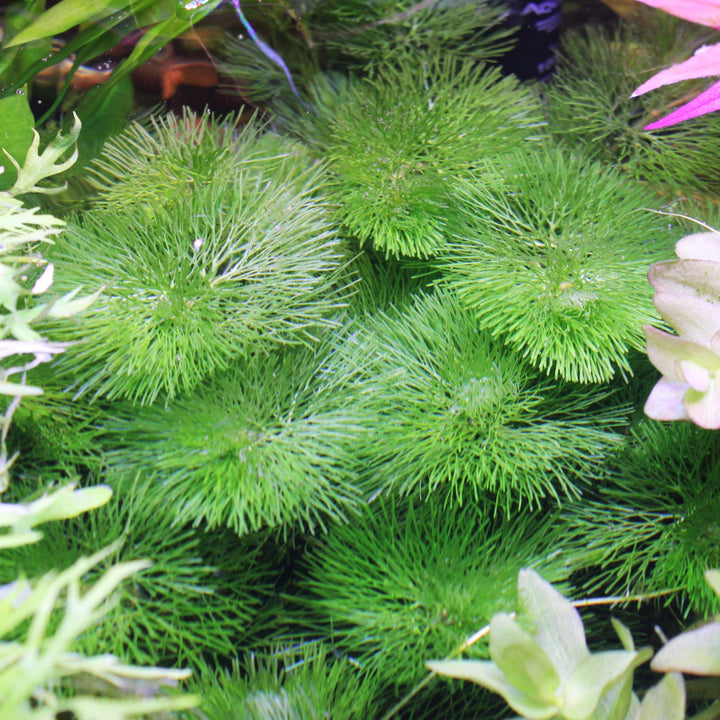Green Cabomba - Windy City Aquariums